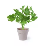 5113-000MK-Set-de-vase-cu-seminte-Nertel
