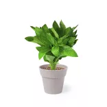 5113-000MK-Set-de-vase-cu-seminte-Nertel