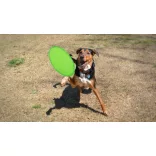 9156-004MK-Frisbee-Watson