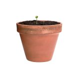 AP722388-Minge-din-semințe-Mussox