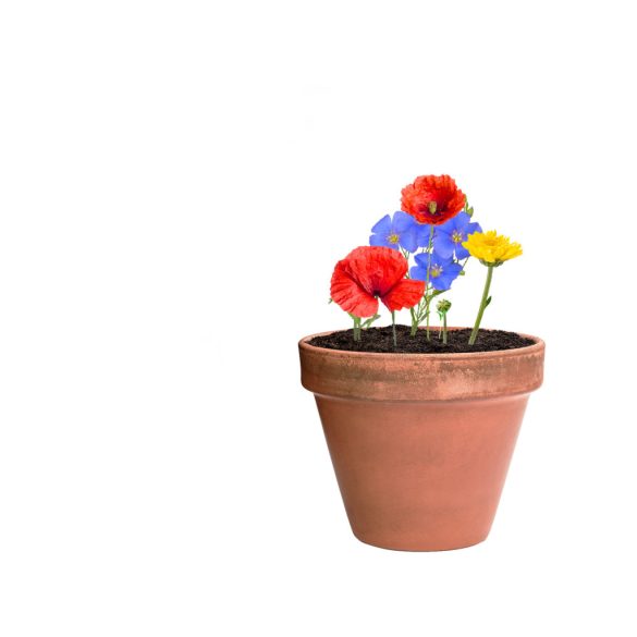 AP722388-Minge-din-semințe-Mussox