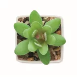 MO2854-06-Mini-planta-artificiala-ARTIGRAP