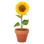 MO6147-40-Vas-floarea-soarelui-SUNFLOWER