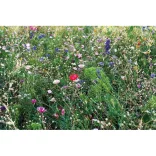 MO6501-13-Mix-seminte-flori-in-plic-SEEDLOPEBEE