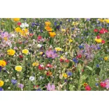 MO6502-13-Mix-seminte-flori-in-plic-SEEDLOPE