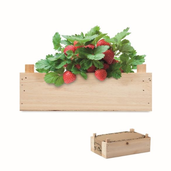 MO6506-40-Kit-capsuni-in-cutie-de-lemn-STRAWBERRY